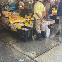 SHELLS WHOLESALE INC ico