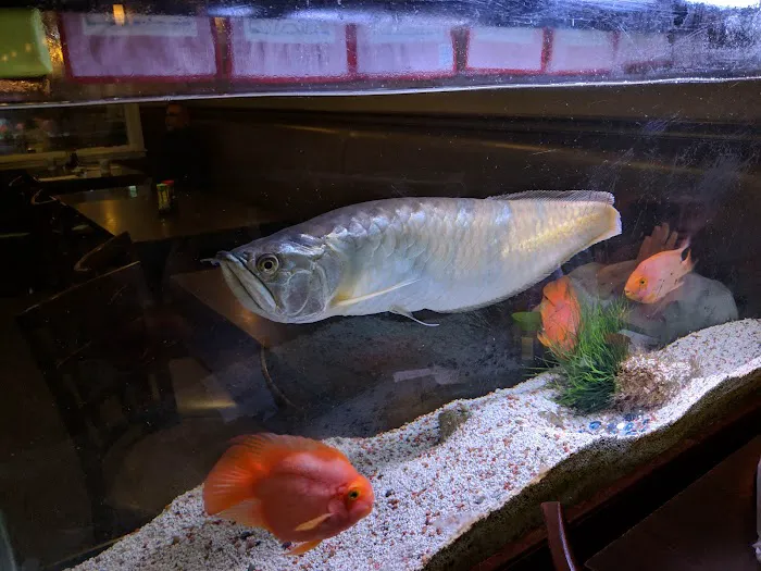 Yuki sushi restaurant Picture 6