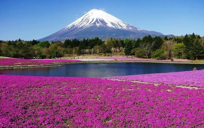 Mt. Fuji Picture 7