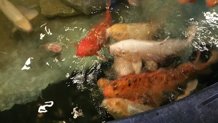 Hibachi Sushi Buffet Picture 8