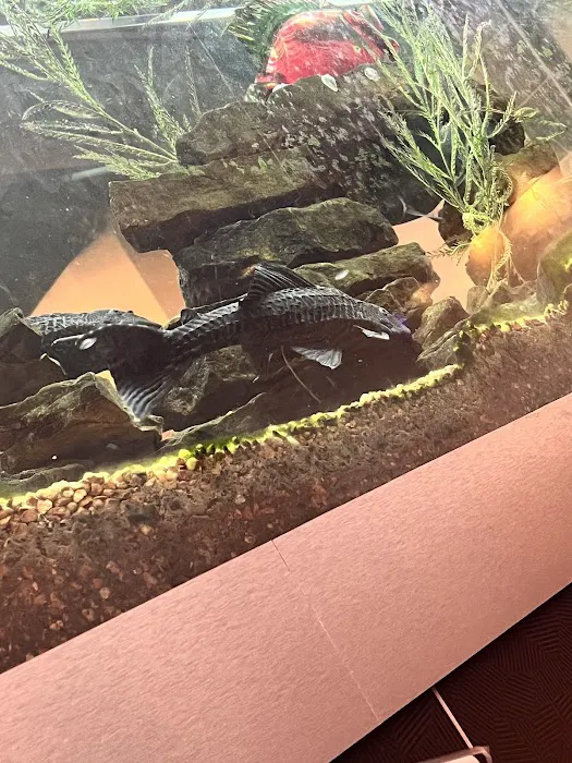Red Fish Picture 9