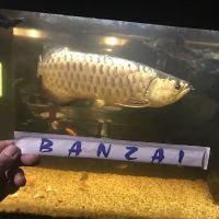 Banzai ico