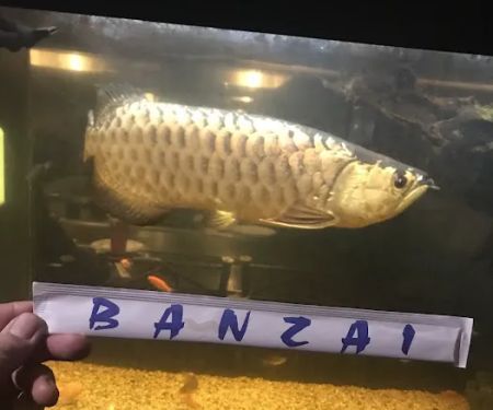 Banzai