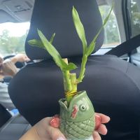 Bamboo House ico