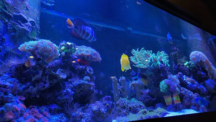 Hot Tuna Sushi Bar and Grille Picture 6