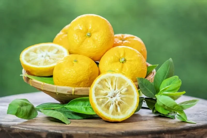 What Is Yuzu Japanese Restaurant? Discover the Meaning and Experience
