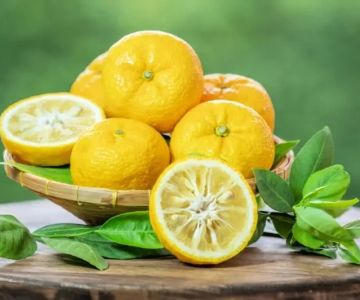 What Is Yuzu Japanese Restaurant? Discover the Meaning and Experience