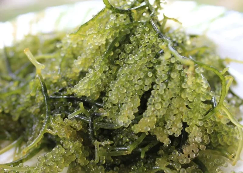 Is Seaweed in Japanese Restaurants Wild or Farmed? What You Need to Know