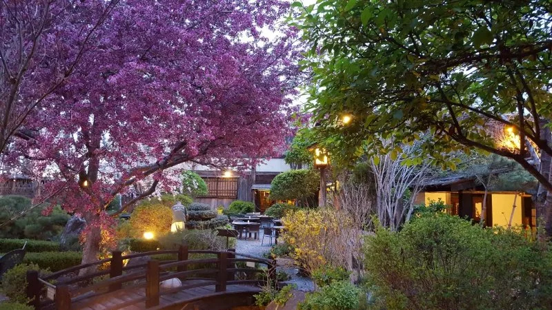 Why Locals Recommend Domo Japanese Restaurant: A Hidden Gem in the Neighborhood